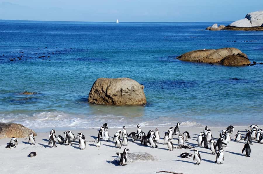 Cape Town: Table Mountain & Cape of Good Hope Full-Day Tour - Boulders Beach is the wildlife highlight