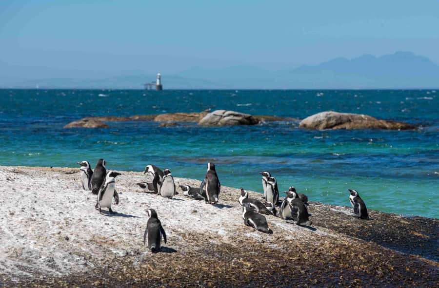 Cape Town: Table Mountain, Cape Point, and Penguins Tour - Cape of Good Hope: wild coast and a short visit