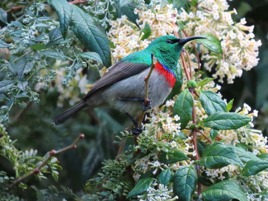 Cape Town: Table Mountain, Kirstenbosch Botanic Garden Tour - The guide and the feel of the group