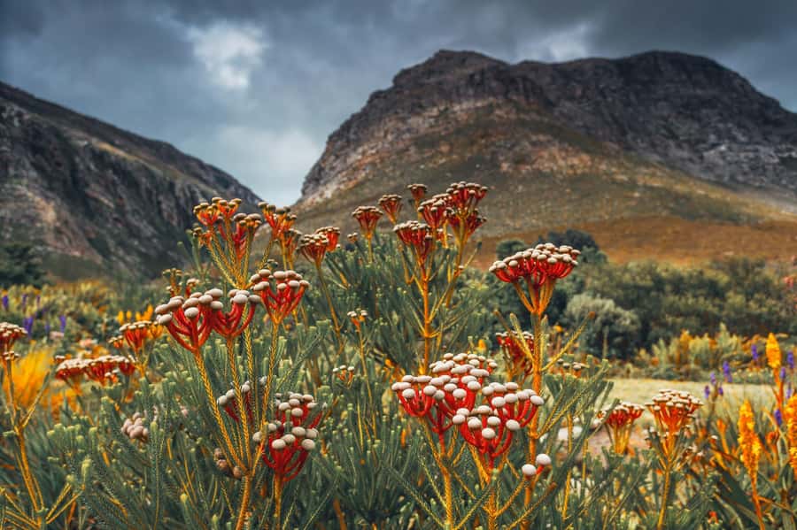Cape Town: Table Mountain, Kirstenbosch Botanic Garden Tour - What to know before booking