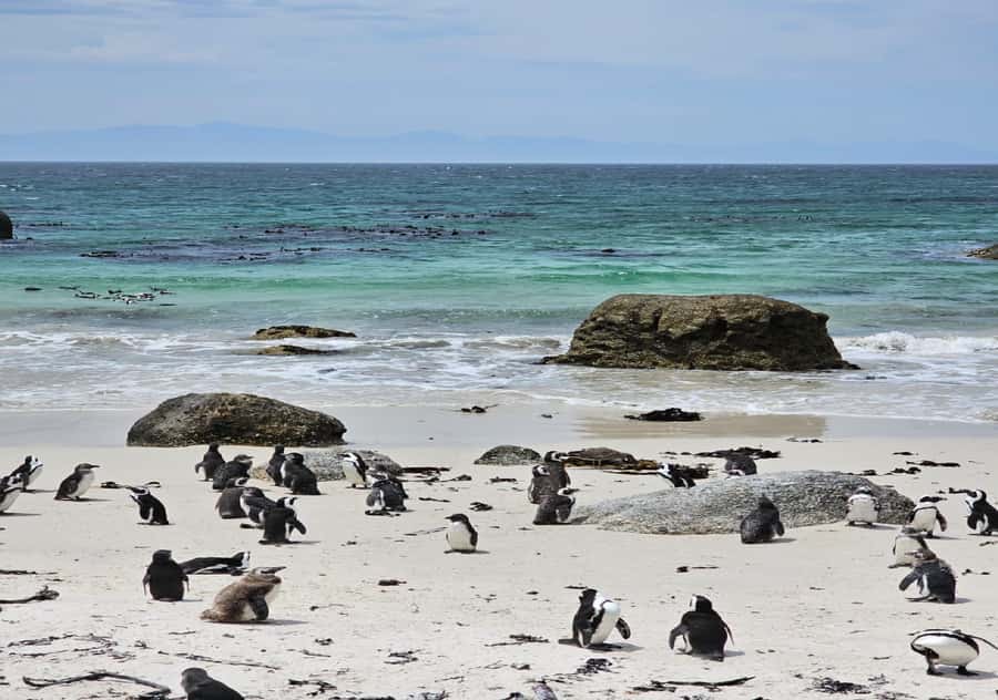 Cape Town Table Mountain Penguins & Cape Point All-inclusive - Key points at a glance