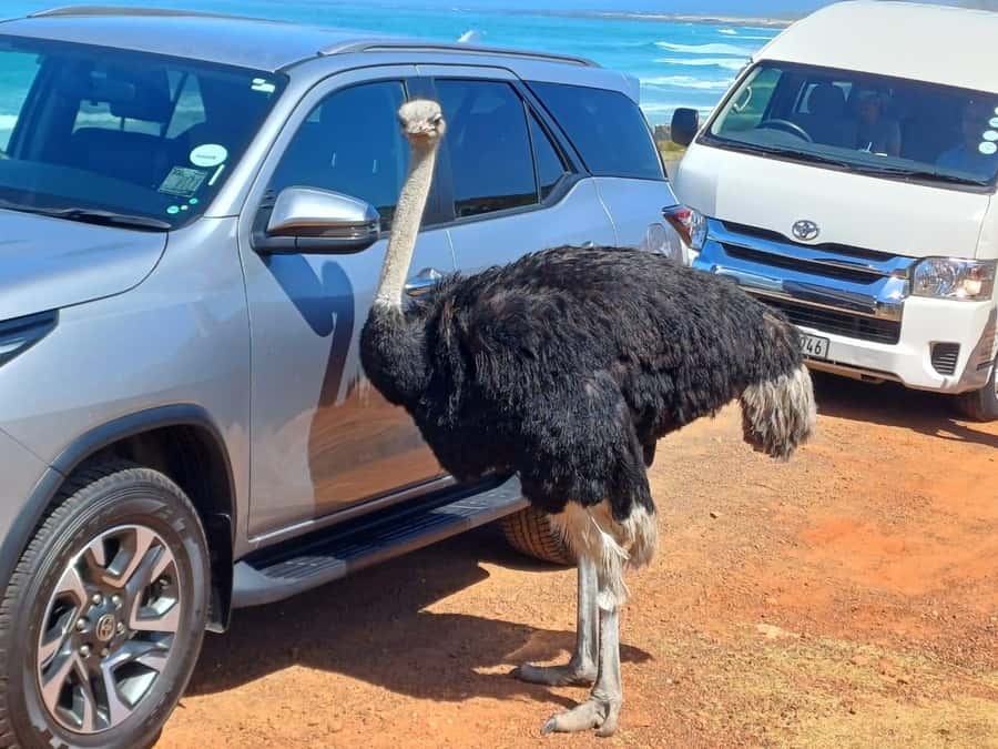 Cape Town Table Mountain Penguins & Cape Point All-inclusive - Why this private Cape Town day works