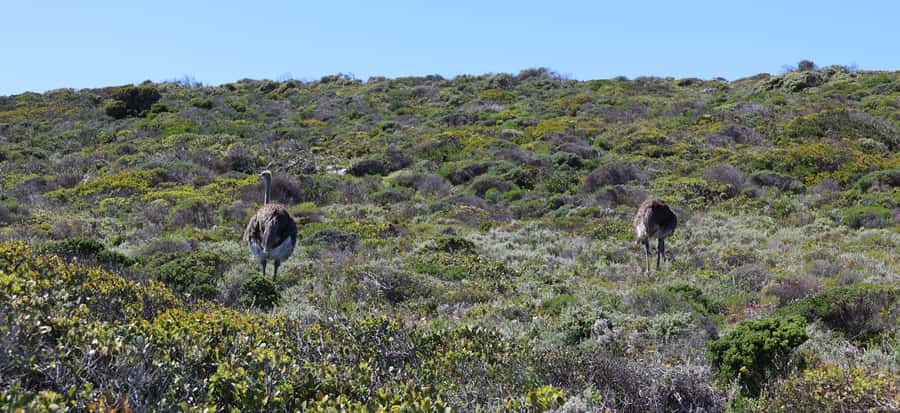 Cape Town: Table Mountain, Penguins & Cape Point Group Tour - The Muizenberg stop closes the loop