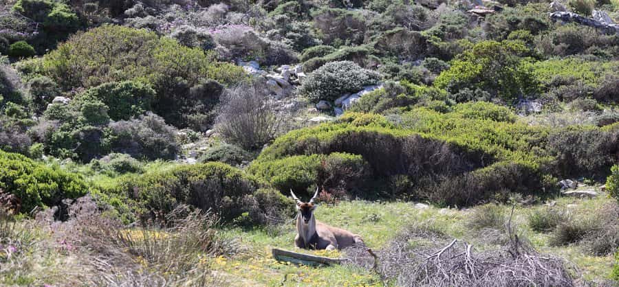 Cape Town: Tour Cape Point & Boulders Beach Penguin Day Trip - Chapman’s Peak and Noordhoek bring breathing room