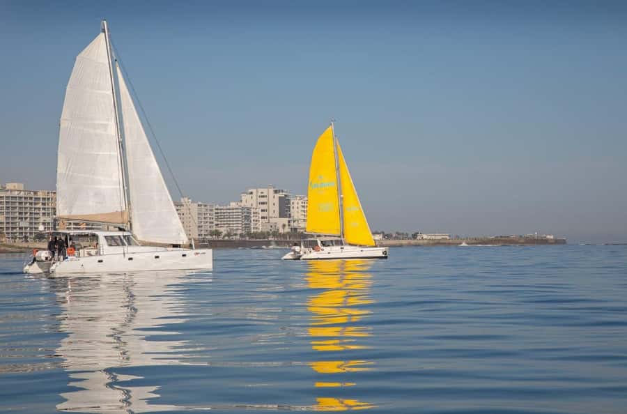 Cape Town: V&A Waterfront 1-Hour Scenic Cruise - Wildlife Watch: Keep Your Eyes on the Water