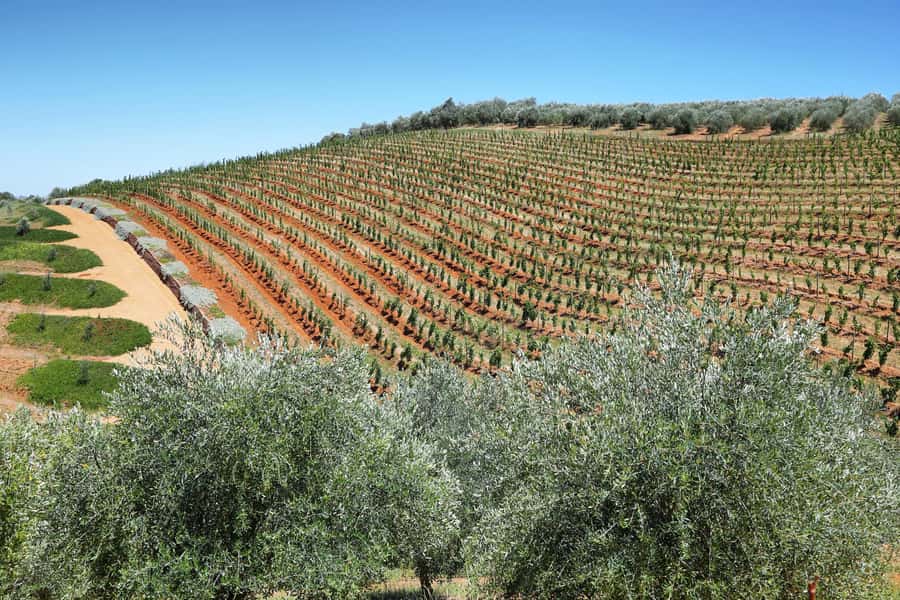 Cape Town: Wine Tram & Winelands Tour with Tastings & Pickup - A private tour versus the small group
