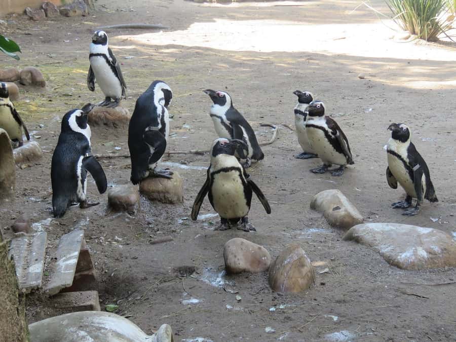 Cape Town: World of Birds & Animal Sanctuary - Meeting the birds in Hout Bay