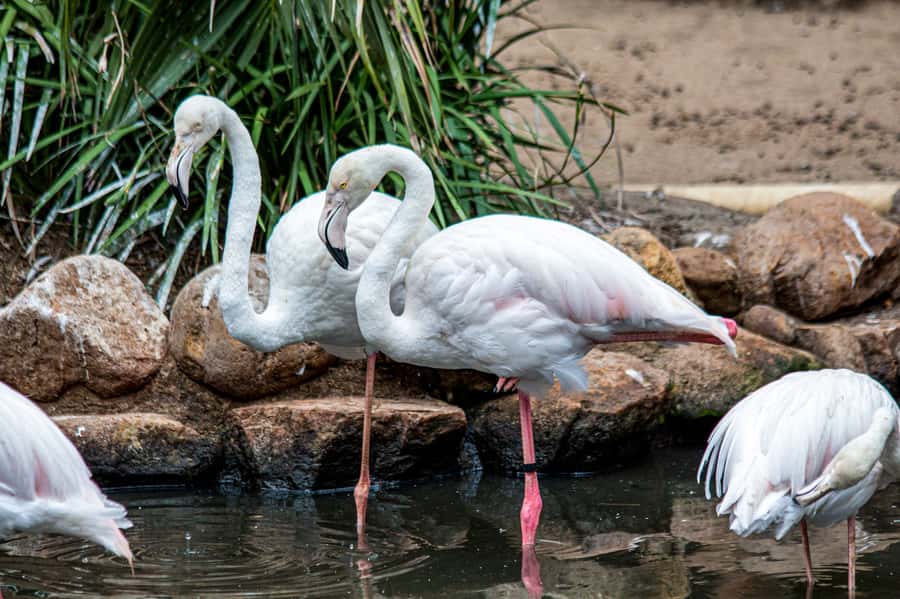 Cape Town: World of Birds & Animal Sanctuary - Walking through 100 aviaries