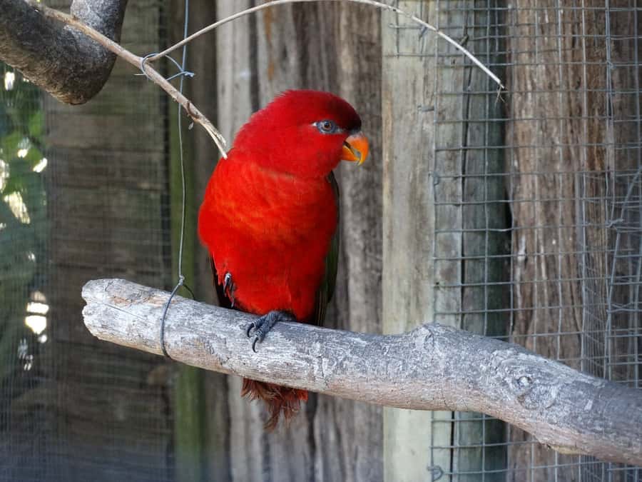 Cape Town: World of Birds & Animal Sanctuary - Magic Forest and the smaller animals