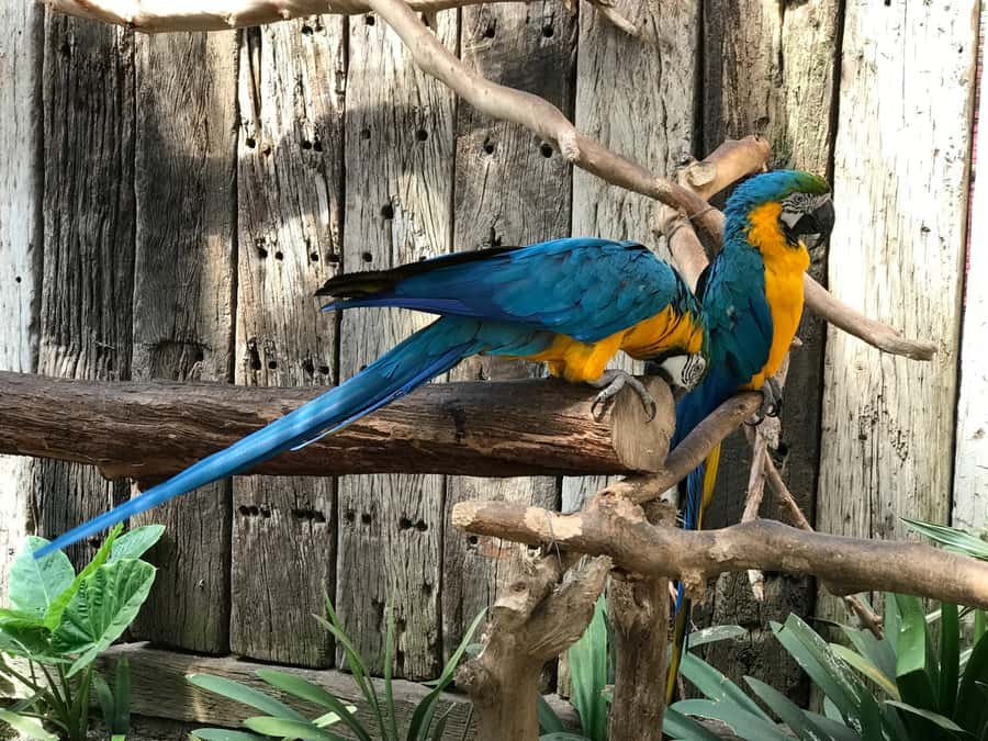 Cape Town: World of Birds & Animal Sanctuary - Why the $10 price matters