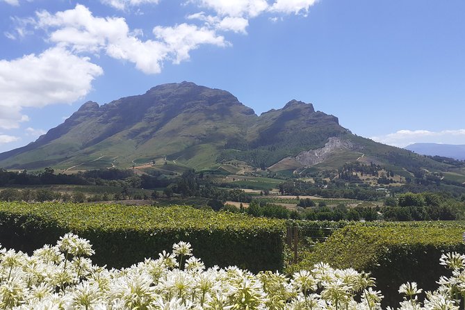 Cape Winelands and Wine Tasting Full Day Tour - An hour in Franschhoek
