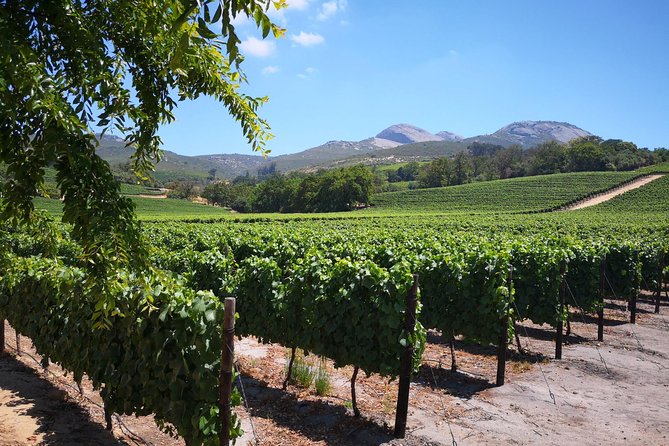 Cape Winelands Stellenbosch Franschhoek Paarl Tour from Cape Town - Timing, pickup, and the private format