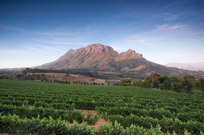 Cape Winelands Tour - Fairview’s wine and cheese pairing