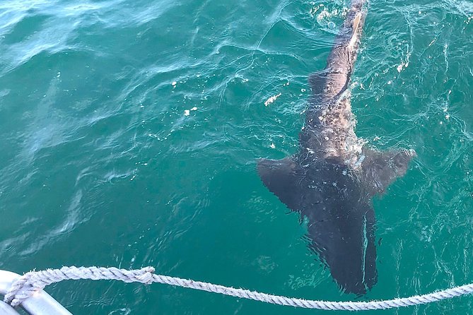 CapeTown: Shark Cage Diving Experience with Scuba - How weather can change your plans