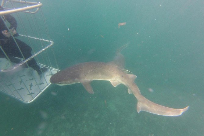 CapeTown: Shark Cage Diving Experience with Scuba - Is $218.26 a fair price?