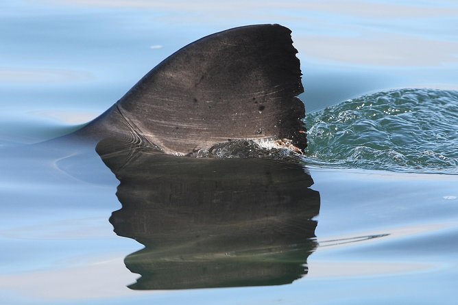 CapeTown: Shark Cage Diving Experience with Scuba - Cape Point and seasonal shark possibilities