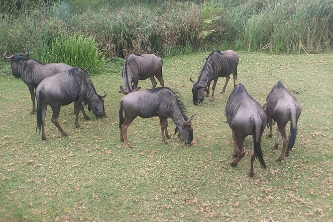 Captivating Safari Lion Park Experience (Half Day Guided Tour) - Getting there with Solly or Bryan