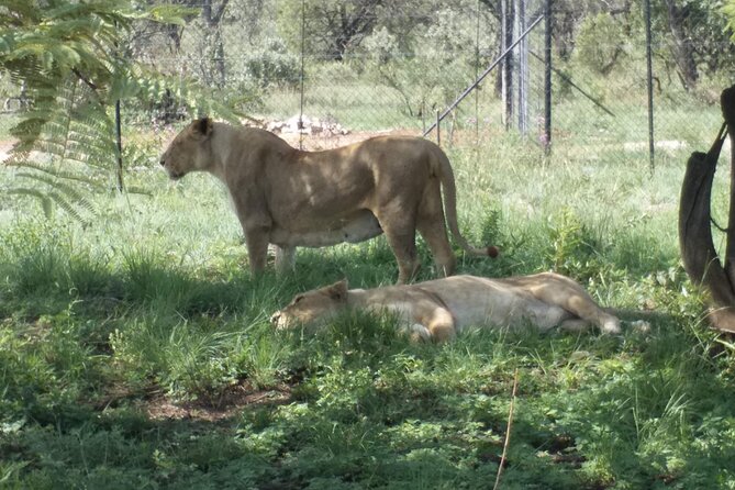 Captivating Safari Lion Park Experience (Half Day Guided Tour) - Giraffes, zebra, and the smaller surprises