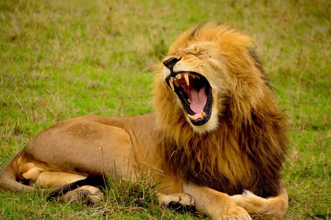 Captivating Safari Lion Park Experience (Half Day Guided Tour) - What the guides add to the day