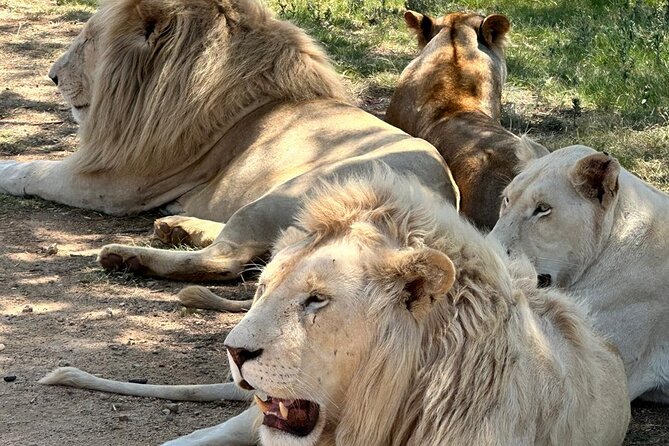 Captivating Safari Lion Park Experience (Half Day Guided Tour) - Conservation park or zoo?
