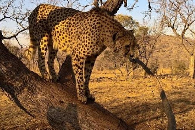 Captivating Safari Lion Park Experience (Half Day Guided Tour) - The two-hour route through Lion and Safari Park