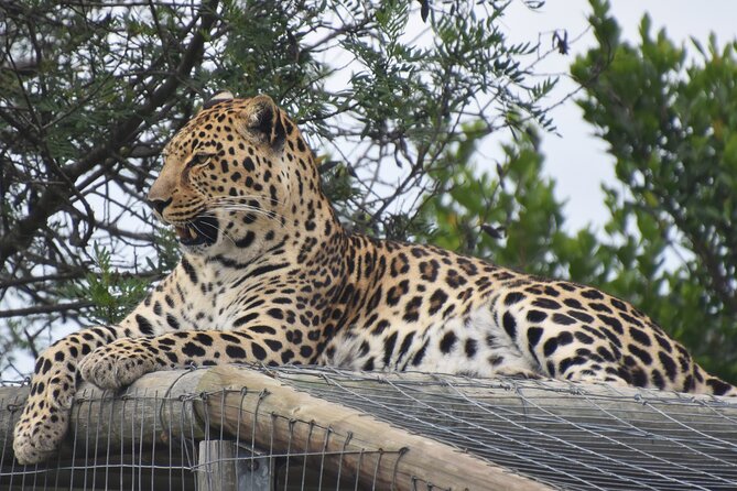 Cats in Conservation - The private guide changes the pace