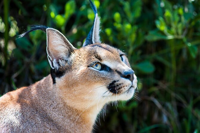 Cats in Conservation - Breakfast, lunch, and the practical value of the price