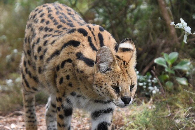 Cats in Conservation - Photography without the usual wildlife guarantees