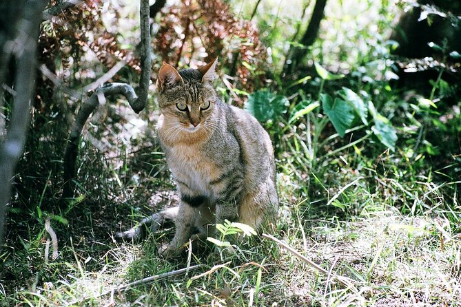 Cats in Conservation - Who will enjoy Cats in Conservation most