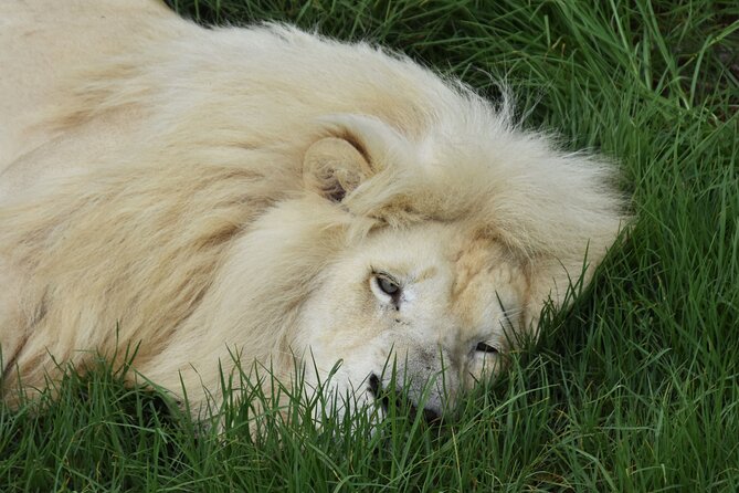 Cats in Conservation - What you can expect at the wildlife centre