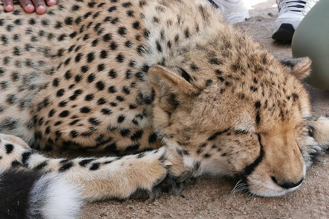 Cheetah Outreach Tour Somerset West, Gordon's Bay and Strand Beaches - Why the cheetah stop makes this Cape Town tour different