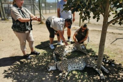 Cheetah Outreach Tour Somerset West, Gordon’s Bay and Strand Beaches