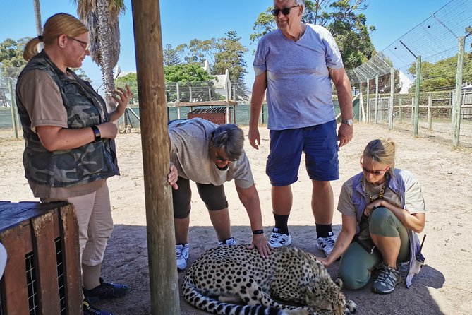 Cheetah Outreach Tour Somerset West, Gordon's Bay and Strand Beaches - Is the $53.20 price good value?