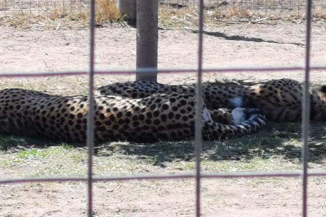 Cheetah Outreach Tour Somerset West, Gordon's Bay and Strand Beaches - Final verdict: book it for the mix, not just the cat