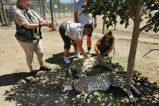 Cheetah Outreach Tour Somerset West, Gordon's Bay and Strand Beaches - What happens at Cheetah Outreach in Somerset West