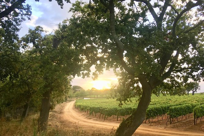 Constantia Hidden Gem Cycle Half Day - Private Tour - What the Private Format Changes