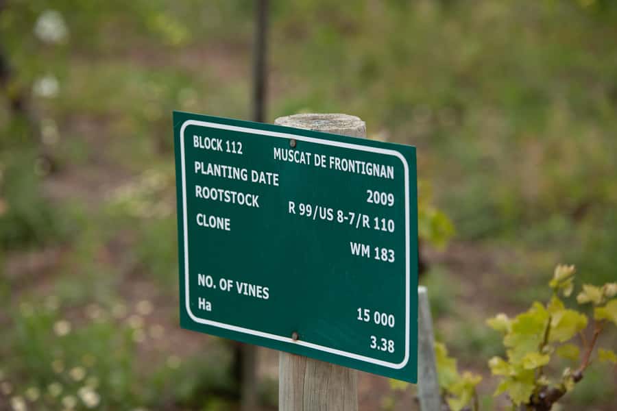 Constantia: Wine Walk with Lunch and Enchanting Stories - Eleven tastings, or ten, and what the price covers