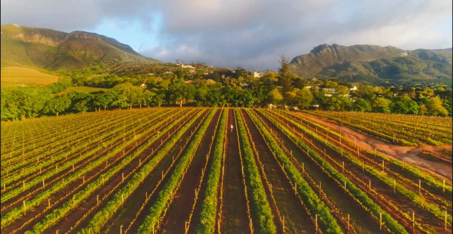 Constantia: Wine Walk with Lunch and Enchanting Stories - Who should book this five-hour route