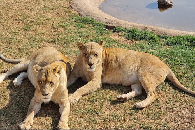 Cradle of Human Kind & Lion & Rhino Park Tour Full day Tour Private - A Change of Scene at Rhino and Lion Nature Reserve