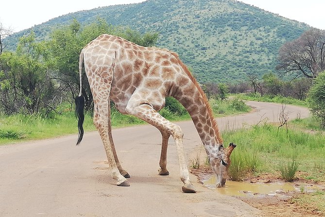 Cradle of Human Kind & Lion & Rhino Park Tour Full day Tour Private - What the Private Format Changes