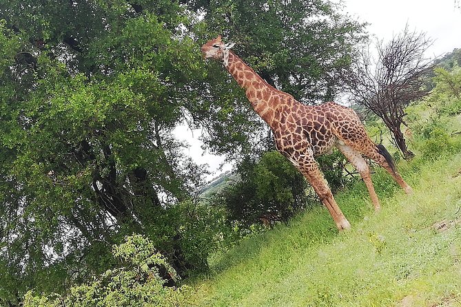 Cradle of Human Kind & Lion & Rhino Park Tour Full day Tour Private - Guides, Commentary, and Personal Attention