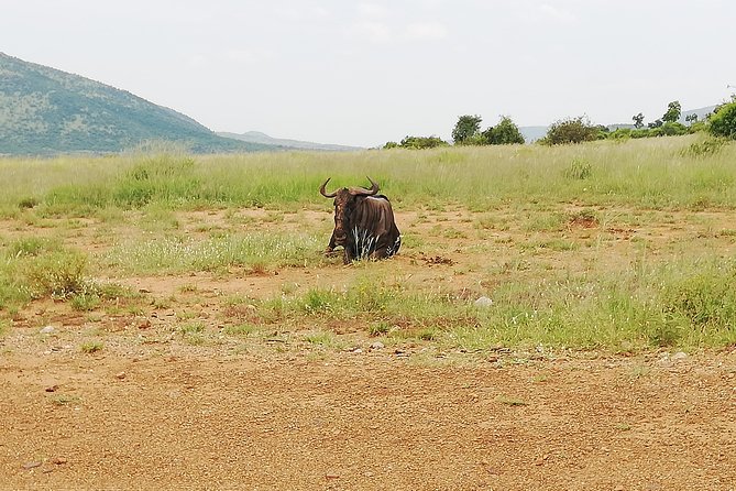 Cradle of Human Kind & Lion & Rhino Park Tour Full day Tour Private - What Is Included, and What Is Not