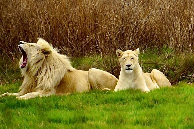 Cradle of Humankind, Caves or Maropeng, Rhino and Lion Park - At a glance