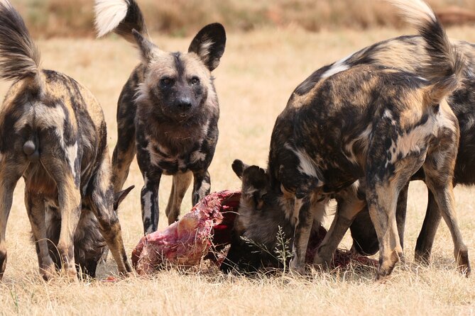 Cradle of Humankind, Caves or Maropeng, Rhino and Lion Park - Two very different sides of Johannesburg