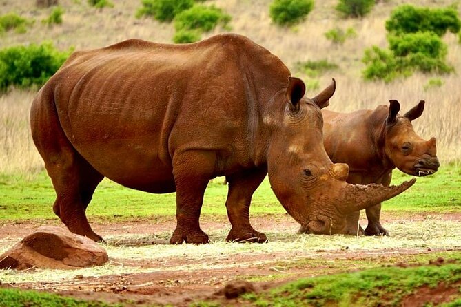 Cradle of Humankind, Caves or Maropeng, Rhino and Lion Park - Transport, group size, and the pace of the day
