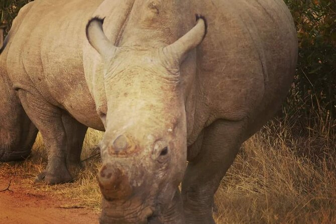 Cradle of Humankind, Caves or Maropeng, Rhino and Lion Park - Who should book this experience?