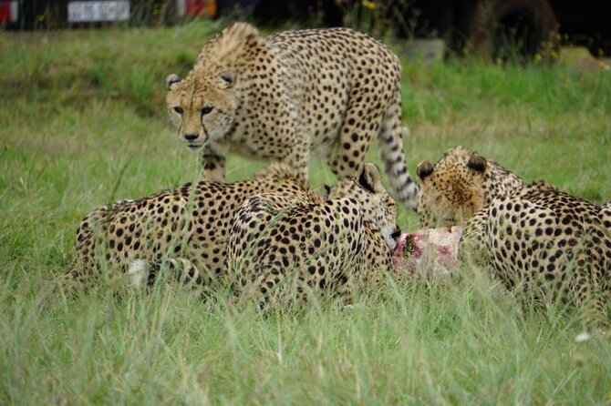 Cradle of Humankind, Caves or Maropeng, Rhino and Lion Park - Small details that make a big difference