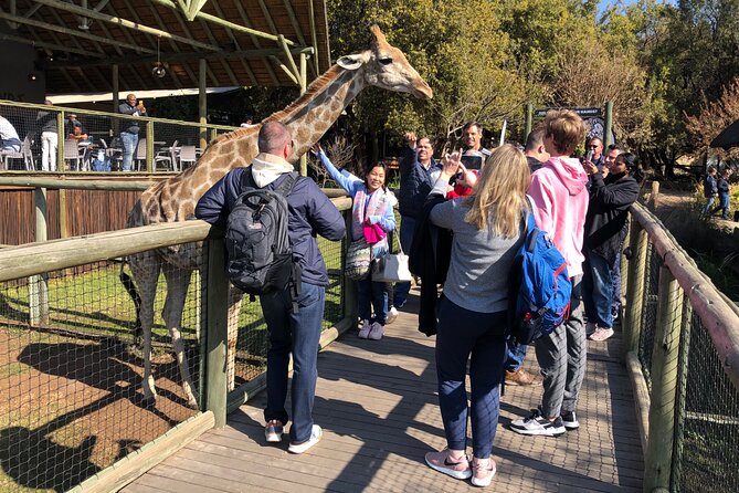 Cradle of Humankind Tour with Lion Safari from Johannesburg - Why this pairing works from Johannesburg