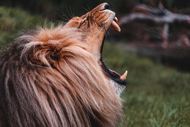 Cradle of Humankind Tour with Lion Safari from Johannesburg - Who will get the most from this day