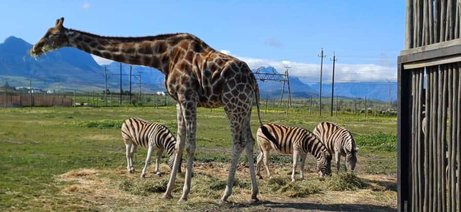 CT:Giraffe house-lions-leopard-tiger and WineTasting - Why this Cape Town day trip works